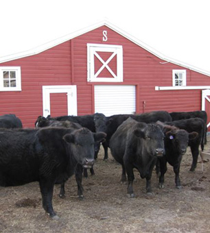 Healthy Cows.